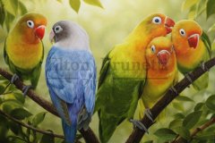 pintura-Agapornis-oleo-sobre-tela-painel-70-x-100-cm-02
