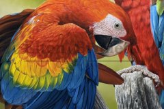 pintura-araras-vermelhas-oleo-sobre-tela-90-x-100-cm-Elton-Brunetti-01