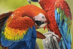 pintura-araras-vermelhas-oleo-sobre-tela-90-x-100-cm-Elton-Brunetti-05