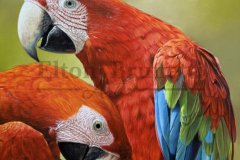 pintura-araras-vermelhas-oleo-sobre-tela-90-x-100-cm-Elton-Brunetti-06