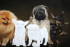pintura-caes-de-racas-pequenas-50x70-Elton-Brunetti-04