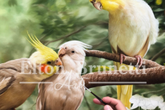 pintura-Calopsitas-oleo-sobre-tela-de-linho-sintetico-60-x-80-cm-Elton-Brunetti-02