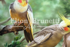 pintura-Calopsitas-oleo-sobre-tela-de-linho-sintetico-60-x-80-cm-Elton-Brunetti-06