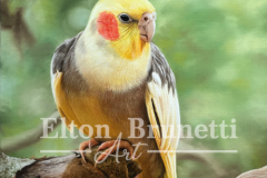 pintura-Calopsitas-oleo-sobre-tela-de-linho-sintetico-60-x-80-cm-Elton-Brunetti-08