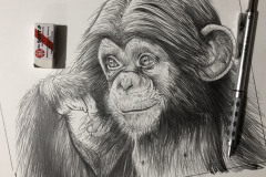 desenho-chimpamze-oleo-sobre-tela-70-x-80-cm-Elton-Brunetti-1