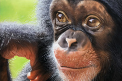 pintura-chimpamze-oleo-sobre-tela-70-x-80-cm-Elton-Brunetti-1