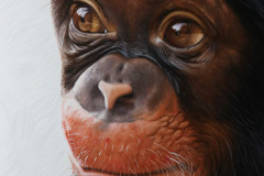 pintura-chimpamze-oleo-sobre-tela-70-x-80-cm-Elton-Brunetti-2