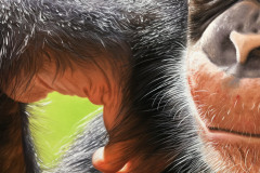 pintura-chimpamze-oleo-sobre-tela-70-x-80-cm-Elton-Brunetti-3