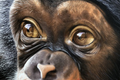 pintura-chimpamze-oleo-sobre-tela-70-x-80-cm-Elton-Brunetti-4