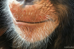 pintura-chimpamze-oleo-sobre-tela-70-x-80-cm-Elton-Brunetti-5