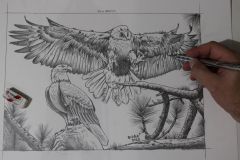 Desenho-de-Aguias-para-pintura-Elton-Brunetti-01