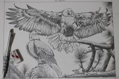 Desenho-de-Aguias-para-pintura-Elton-Brunetti-02