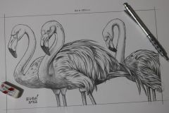Desenho-de-Flamingos-para-pintura-Elton-Brunetti