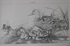 Desenho-de-Patos-para-pintura-Elton-Brunetti