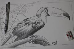 Desenho-de-Tucano-para-pintura-Elton-Brunetti