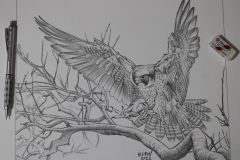 Desenho-de-aguia-falcao-para-pintura-Elton-Brunetti