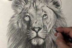 Curso-de-Desenho-de-Felinos-por-Elton-Brunetti-02