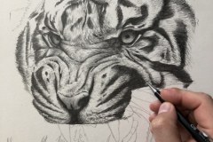 Curso-de-Desenho-de-Felinos-por-Elton-Brunetti-03