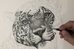 Curso-de-Desenho-de-Felinos-por-Elton-Brunetti-05