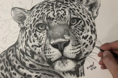 Curso-de-Desenho-de-Felinos-por-Elton-Brunetti-06