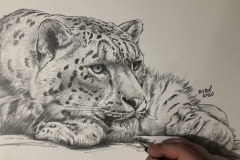 Curso-de-Desenho-de-Felinos-por-Elton-Brunetti-07