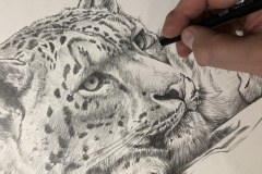 Curso-de-Desenho-de-Felinos-por-Elton-Brunetti-08