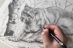 Curso-de-Desenho-de-Felinos-por-Elton-Brunetti-09