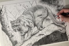 Curso-de-Desenho-de-Felinos-por-Elton-Brunetti-10