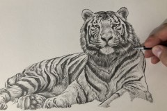 Curso-de-Desenho-de-Felinos-por-Elton-Brunetti-13