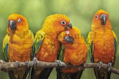 pintura-Jandaia-sol-oleo-sobre-tela-de-linho-sintetico-70-x-100-cm-Elton-Brunetti-03