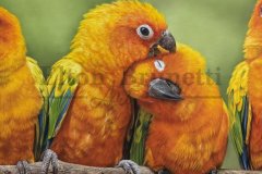 pintura-Jandaia-sol-oleo-sobre-tela-de-linho-sintetico-70-x-100-cm-Elton-Brunetti-05