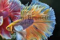 Pintura-Peixes-beta-oleo-sobre-tela-60-x-90-cm-Elton-Brunetti-02