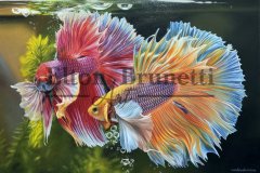 Pintura-Peixes-beta-oleo-sobre-tela-60-x-90-cm-Elton-Brunetti-03