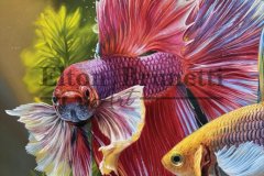 Pintura-Peixes-beta-oleo-sobre-tela-60-x-90-cm-Elton-Brunetti-05