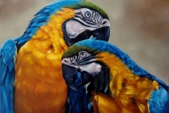 40993475_274784366581377_3810184506120339456_n