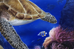 Tartaruga-de-Pente-oleo-sobre-tela-60-x-90-cm-Elton-Brunetti-06