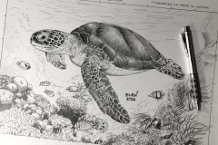 desenhos-de-uma-Tartaruga-de-Pente-oleo-sobre-tela-60-x-90-cm-Elton-Brunetti