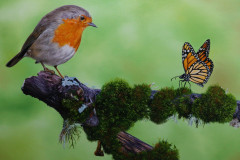 Tela-pintura-passaro-e-borboleta-60-x-80-cm-por-Elton-Brunetti