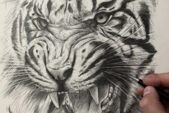 1-desenho-tigre-Elton-Brunetti