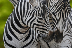pintura-de-zebras-oleo-sobre-tela-80-x-90-cm-Elton-Brunetti-06