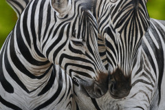pintura-de-zebras-oleo-sobre-tela-80-x-90-cm-Elton-Brunetti-07