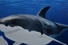 Tubaroes-oleo-sobre-tela-70x100cm-por-Elton-Brunetti-02