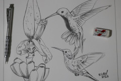 desenho-de-beija-flores-para-pintura-por-Elton-Brunetti