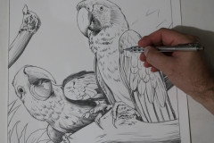 desenho-de-Araras-para-pintura-Elton-Brunetti