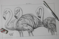 desenho-para-pintura-de-Flamingos-Elton-Brunetti