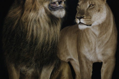 Pintura-de-Leoes-oleo-sobre-tela-80-x-100-cm-por-Elton-Brunetti-01