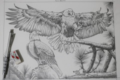 desenho-de-aguias-para-pintura-elton-brunetti