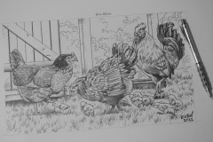 desenho-de-galinhas-para-pintura-elton-Brunetti