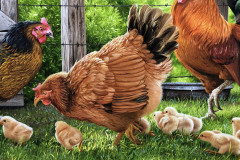 pintura-de-galinhas-por-Elton-Brunetti-06