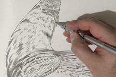 desenho-de-pavao-para-pintura-por-Elton-Brunetti